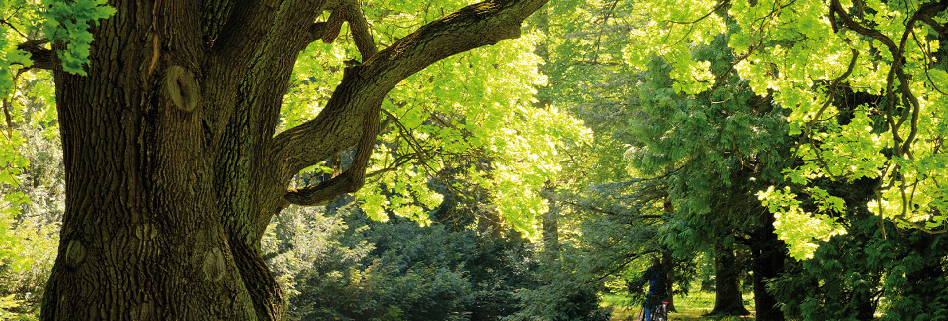 divario Ukraine – Сталий розвиток